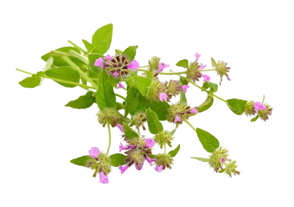 سبزی خشک پونه-2-فروشگاه مزرعه وارش