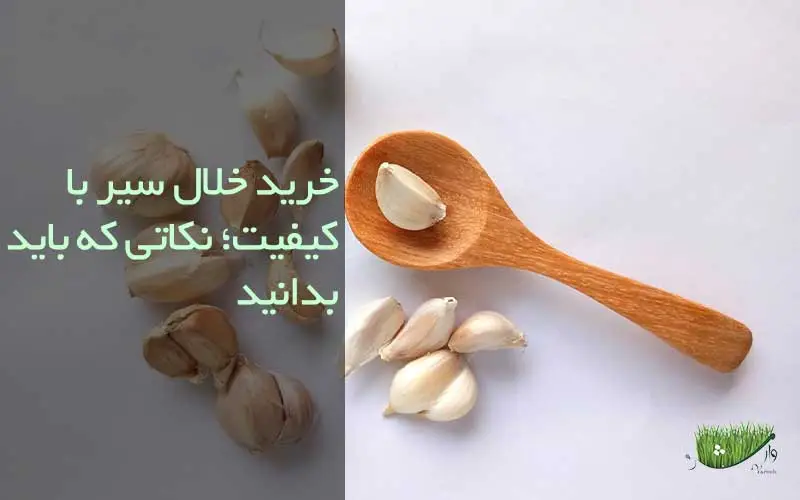 فروشگاه مزرعه وارش - خرید خلال سیر با کیفیت؛ نکاتی که باید بدانید