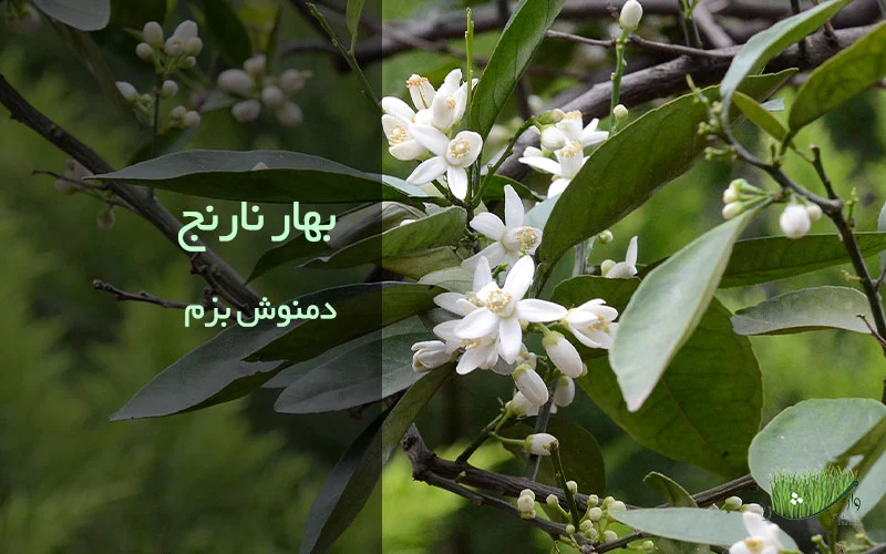 دمنوش بزم - فروشگاه محصولات ارگانیک مزرعه وارش - دمنوش بزم چیست؟