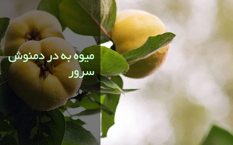 مزرعه وارش - دم نوش سرور