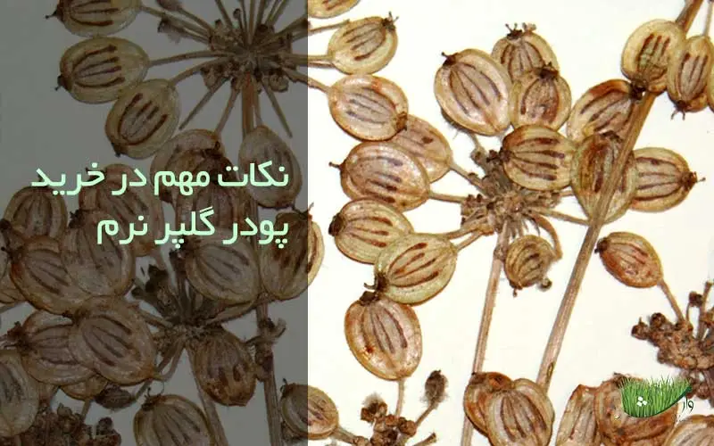 نکات مهم در خرید پودر گلپر نرم-فروشگاه محصولات ارگانیک مزرعه وارش
