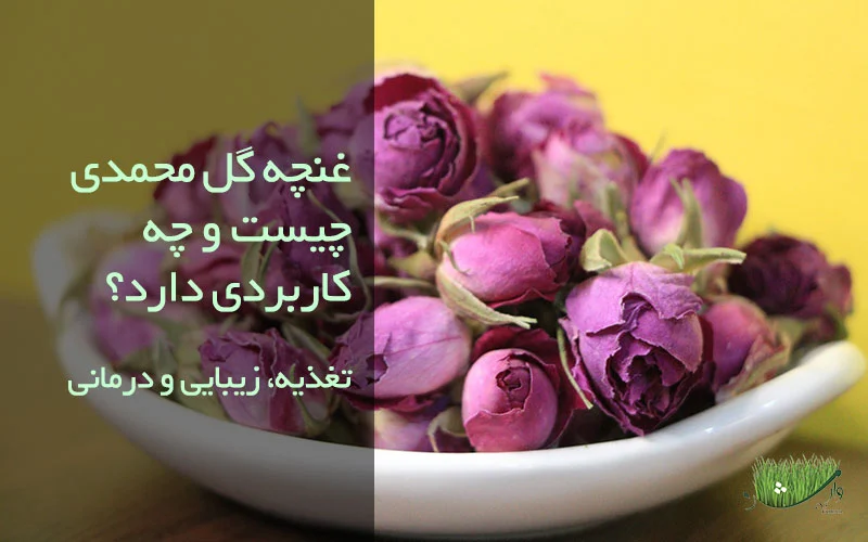 فروشگاه محصولات ارگانیک مزرعه وارش - غنچه گل محمدی چیست و چه کاربردی دارد؟