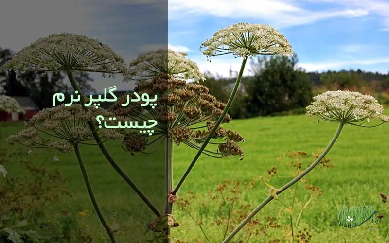 پودر گلپر نرم چیست؟-فروشگاه مزرعه وارش