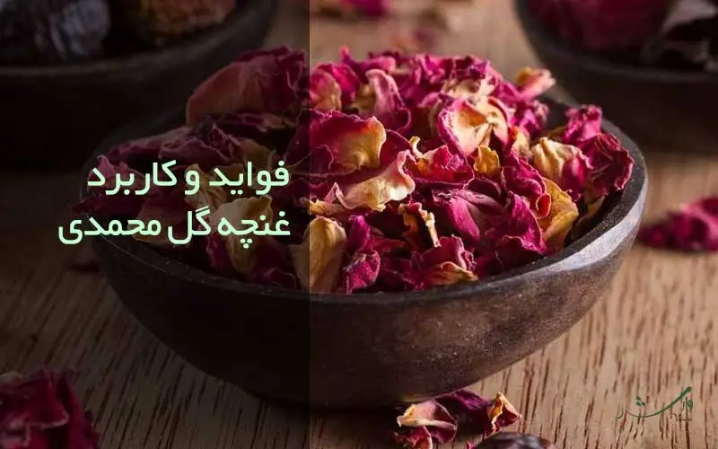 تصویر غنچه گل در بررسی فواید و کاربرد آن در مزرعه وارش