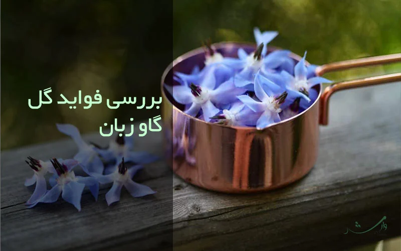 تصویر گل گاوزبان در بررسی فواید آن مزرعه وارش