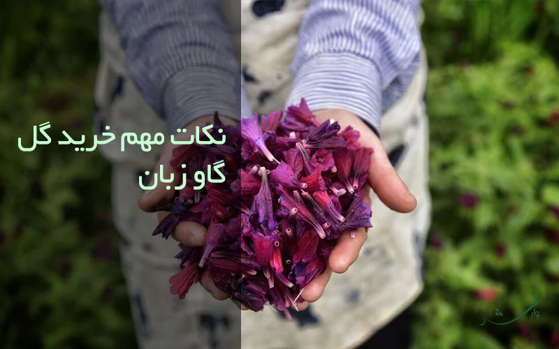 تصویر گل گاو زبان در بررسی نکات خرید آن مزرعه وارش
